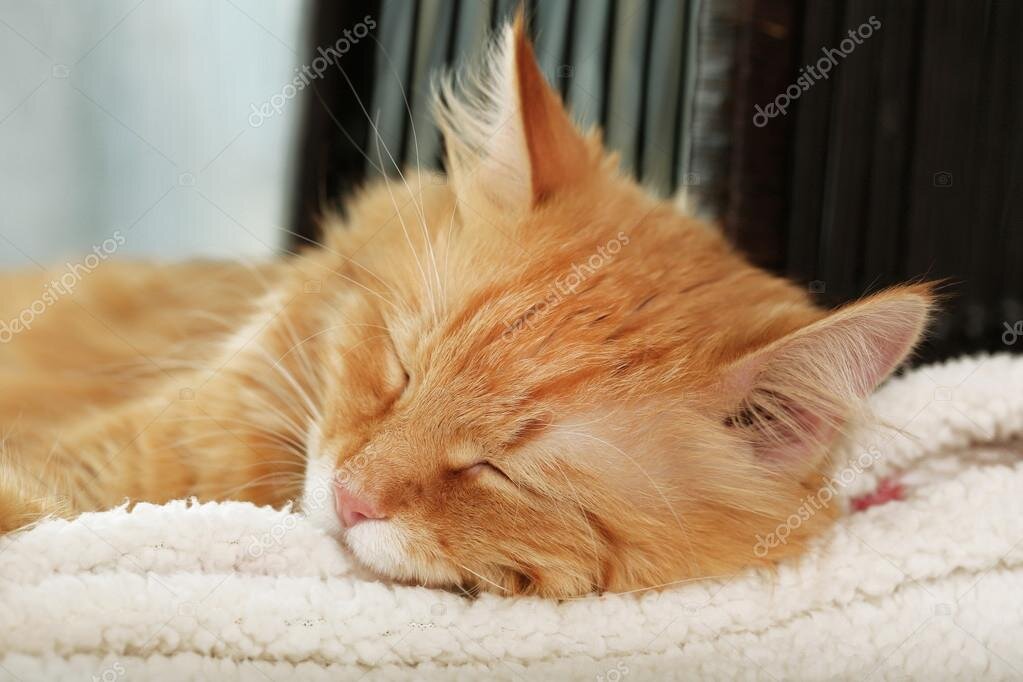 Источник фото https://ru.depositphotos.com/74146603/stock-photo-red-cat-resting-indoors.html