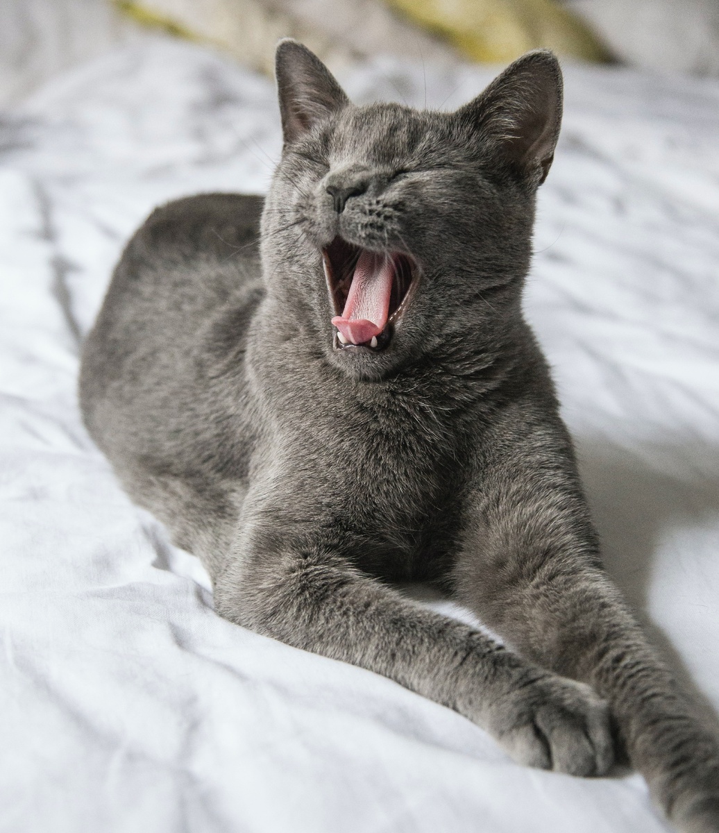 Кот (изображение: pexels.com)