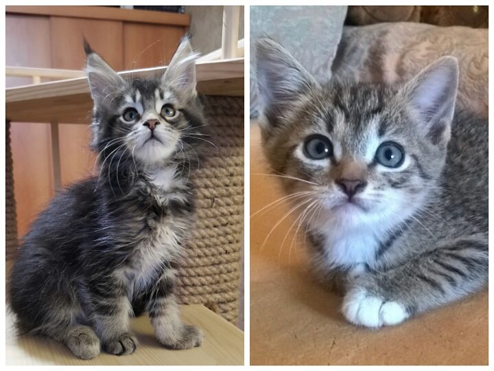 Котенок мейн-куна 2,5 месяца (зовут Рейн) и обычный примерно такого же возраста (фото из интернета)