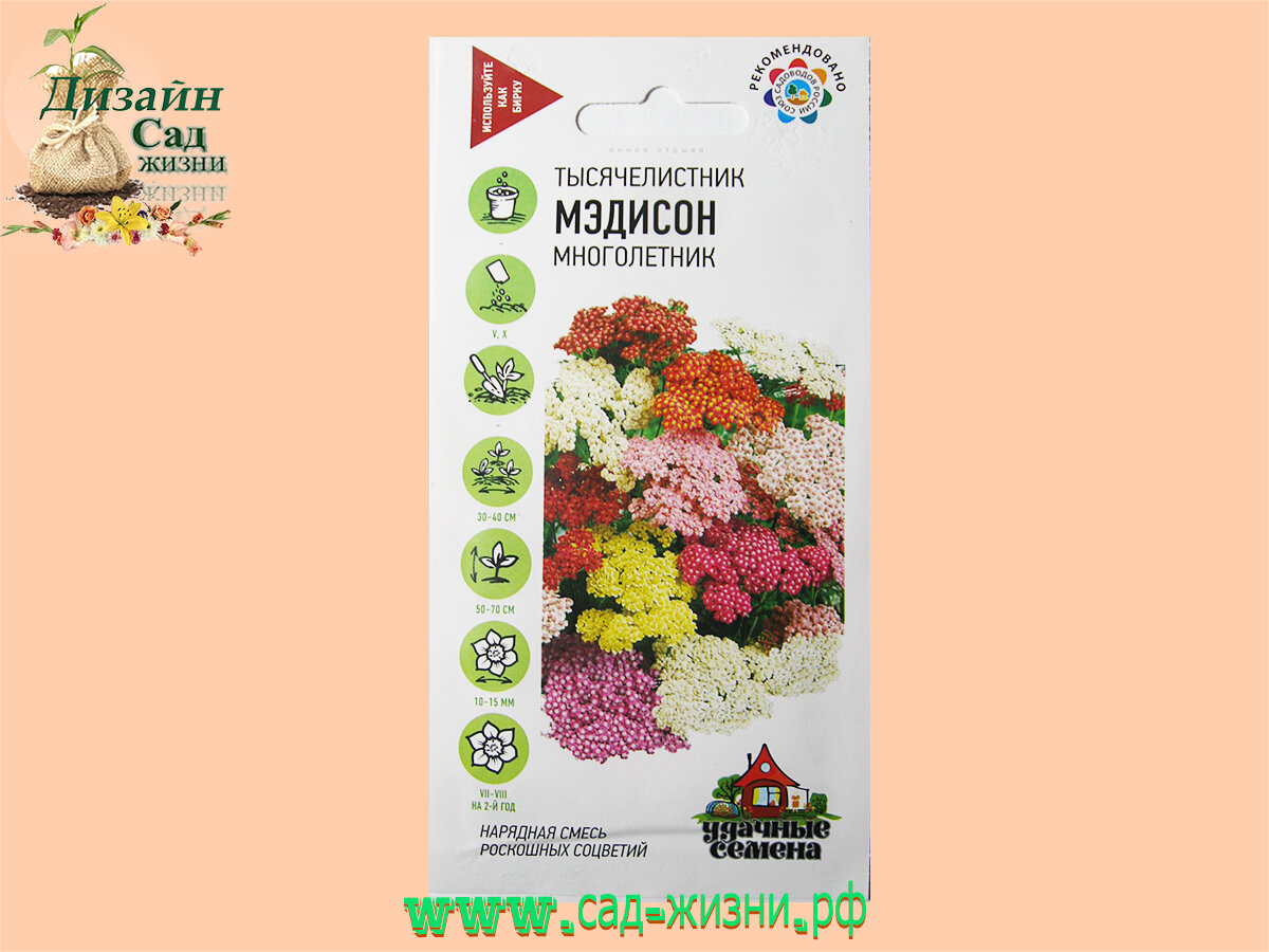 Тысячелистник обыкновенный