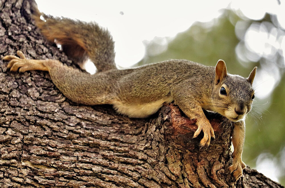 Уставшая белка. Фото pixabay.com