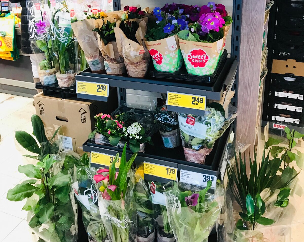 Орхидеи, герань и много всего 