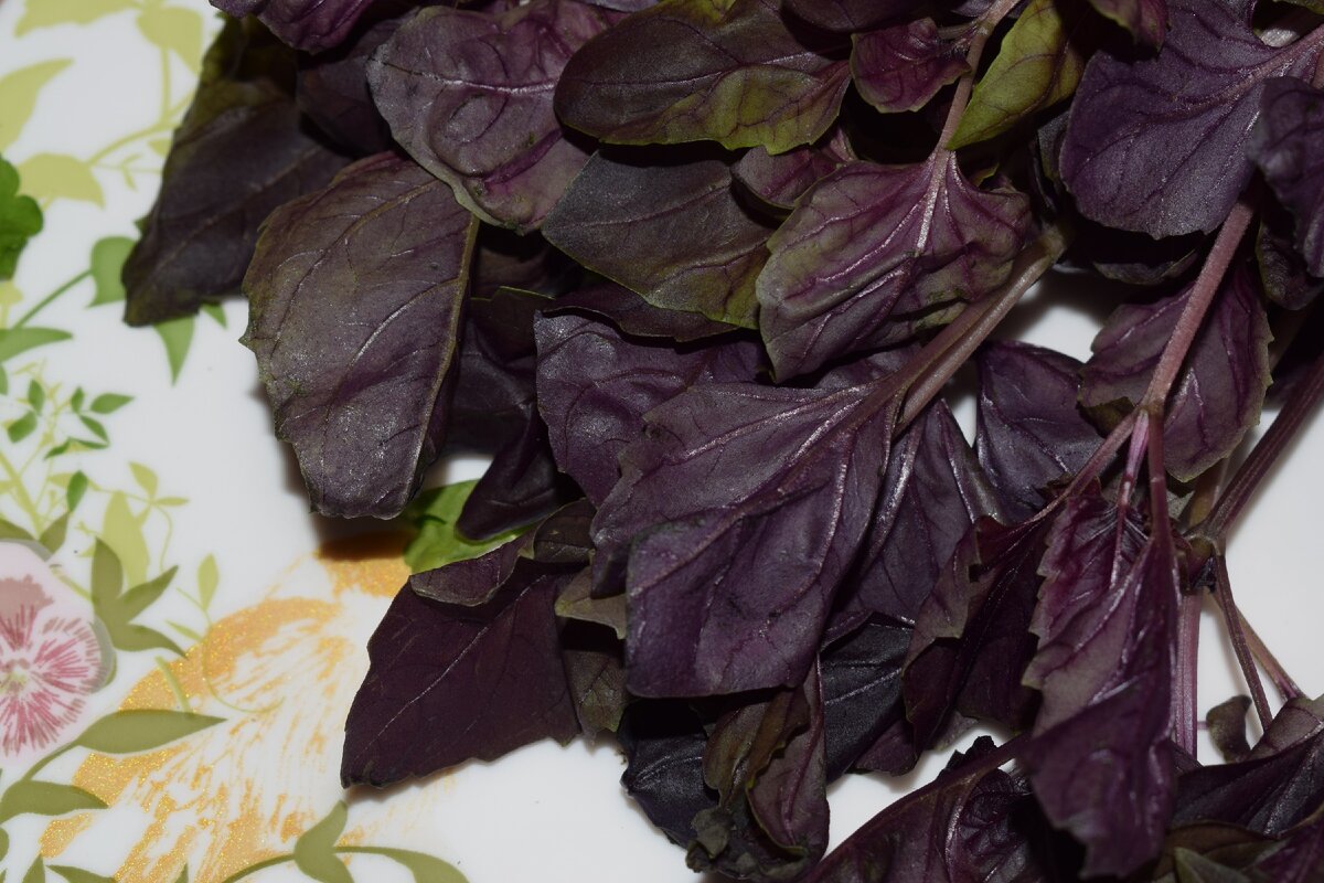 фиолетовый базилик(фото автора)