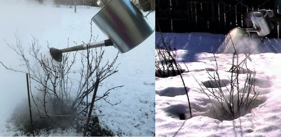 Если ещё лежит снег, то основание куста надо забросать им после полива