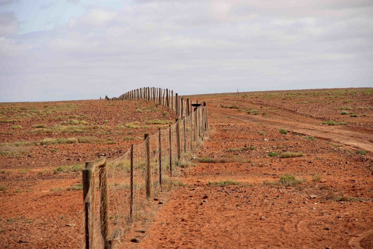 Фото взято с https://pestcontrolprofessionals.com.au/wp-content/uploads/2019/10/an-identity-crisis-for-the-australian-dingo-undark-magazine.jpg