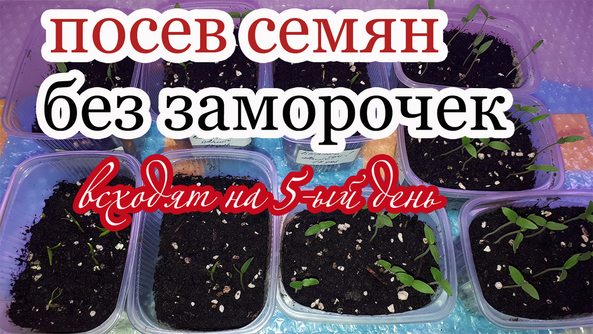 Сделал посев. Посев баклажанов на рассаду. Посев семян баклажан на рассаду. Пикировка баклажанов на рассаду. Баклажаны семена на рассаду.