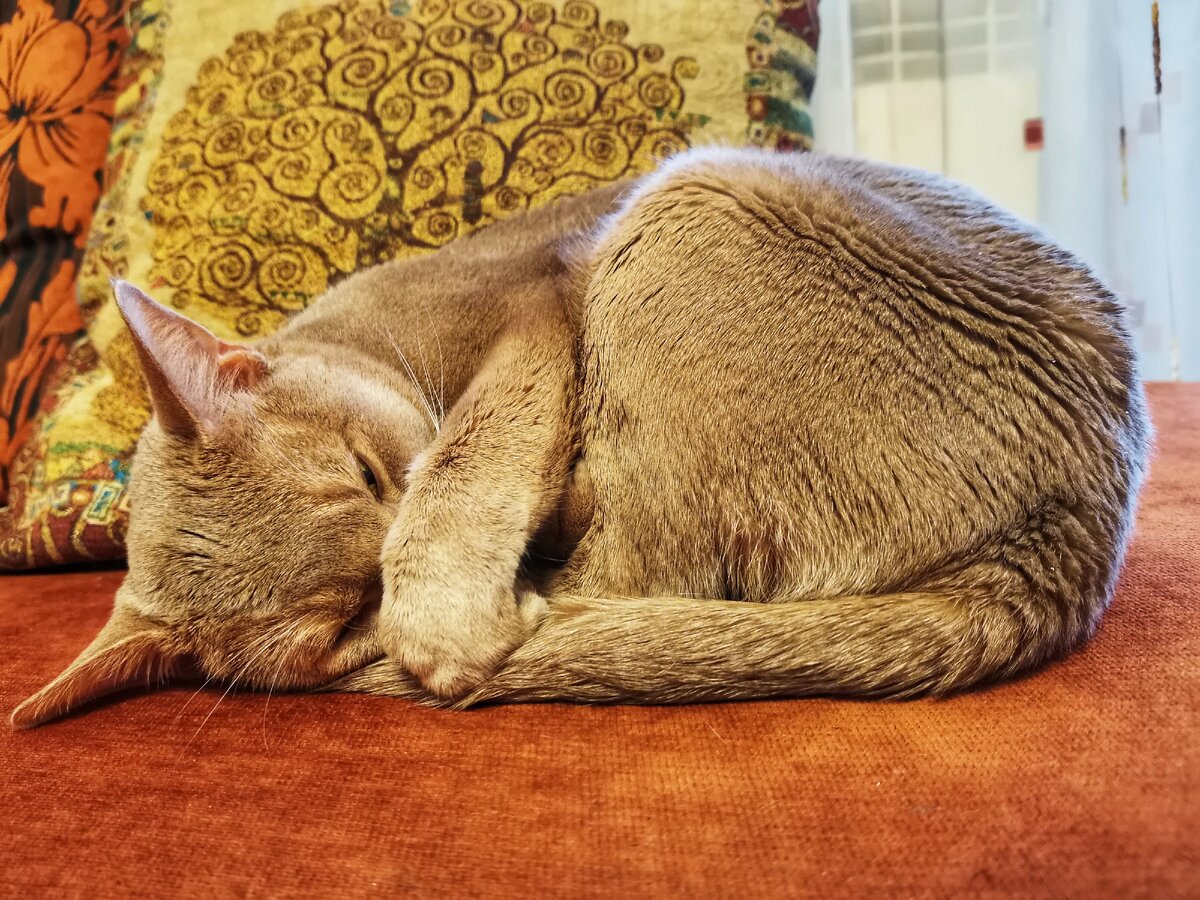 Кот - самое милое и лучшее укаршение любого дома | КотДзен мир глазами кота  | Дзен