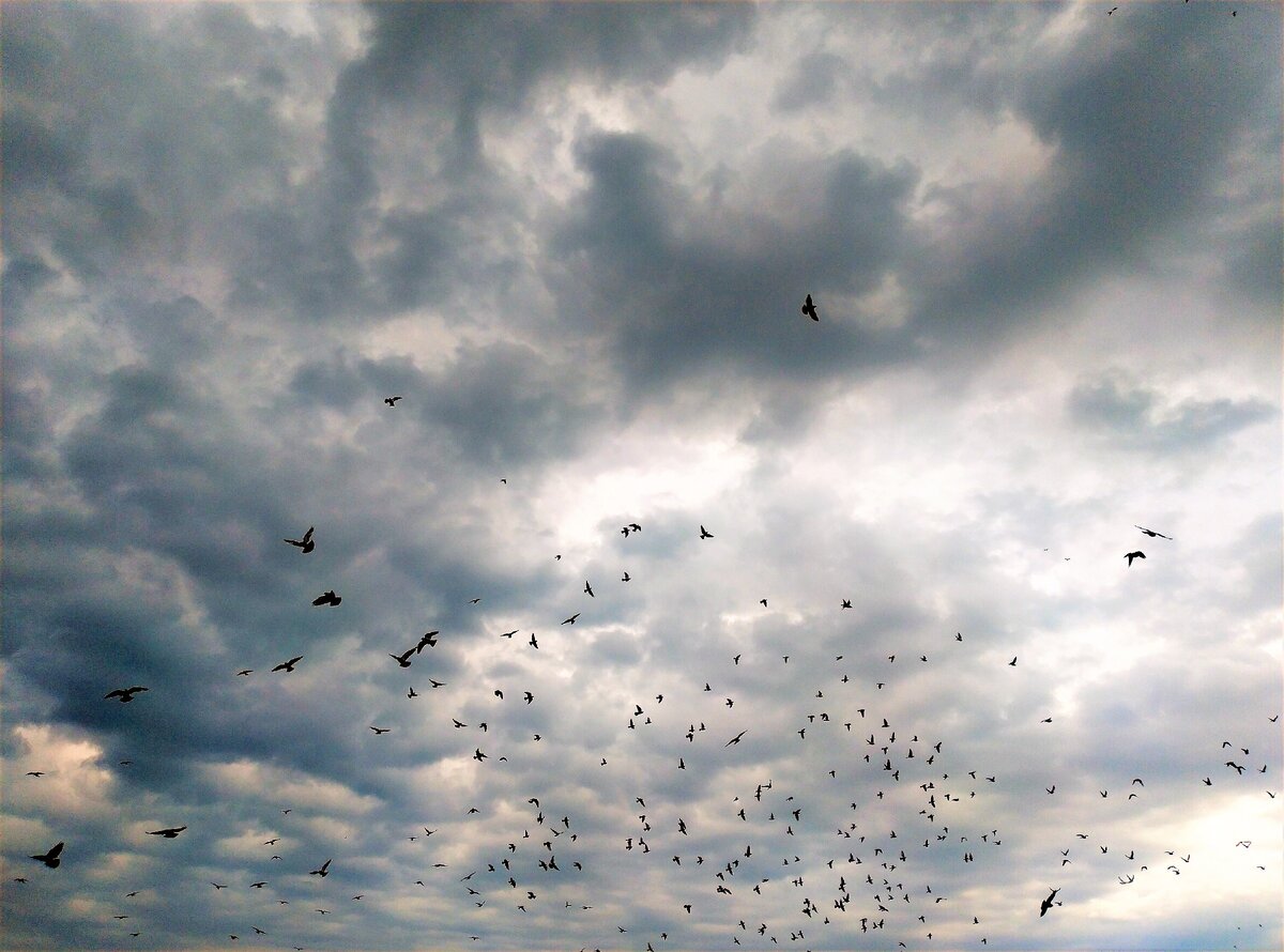 Голуби в небе