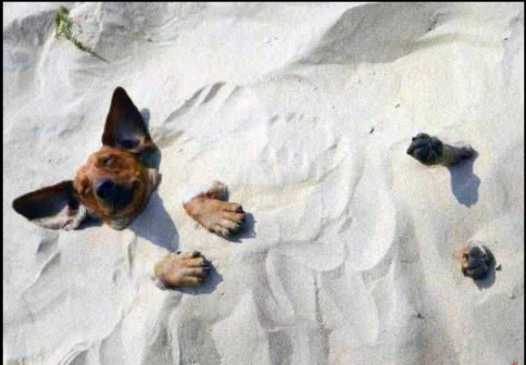 Причем тут кладоискатели? Зачем люди ставят памятники четвероногим и где они стоят?