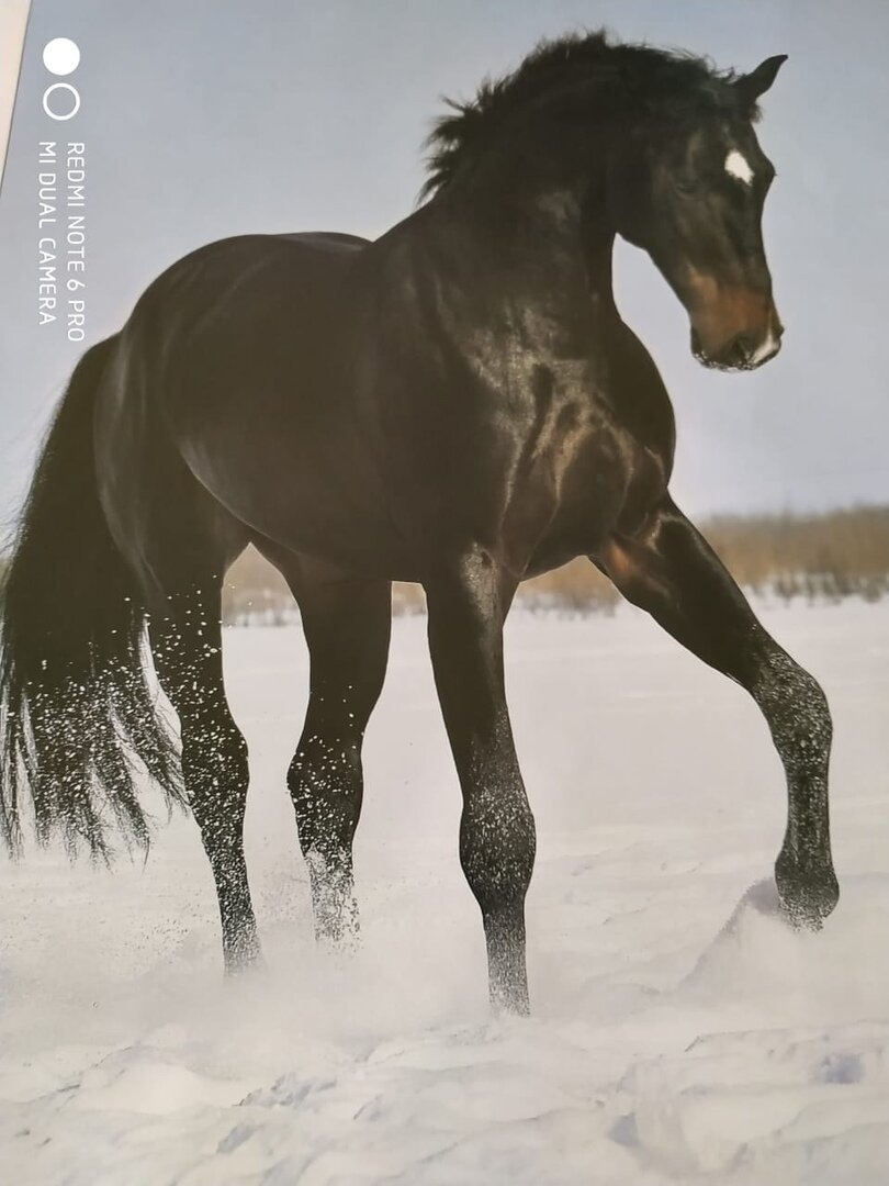 Сизый пар кипит и пышет из пылающих ноздрей.