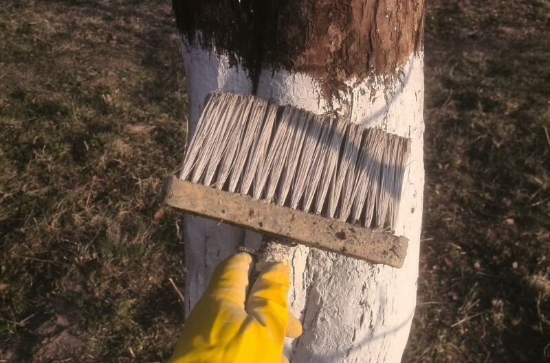 Побелка стволов яблони известью.