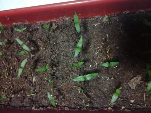 Замоченные и пророщенные семена