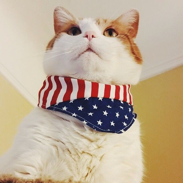 Вот он агент ГОСДЕПА