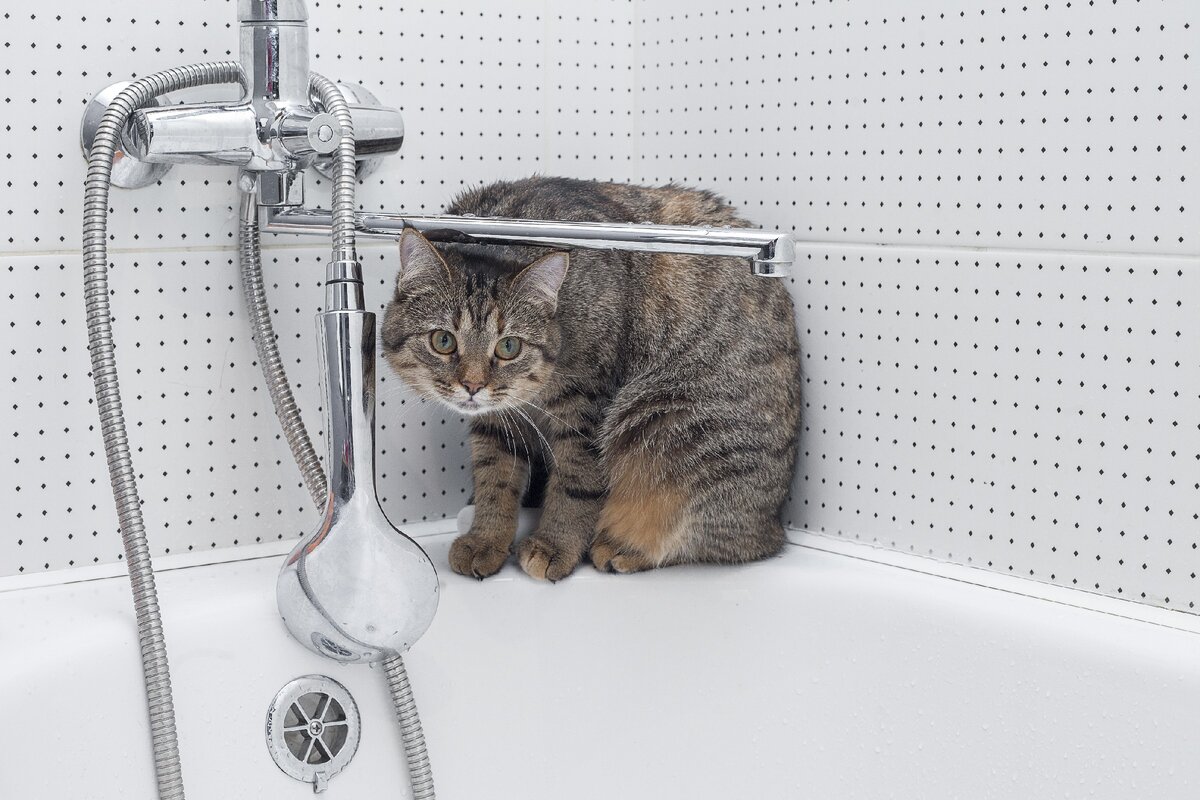 Из душа подтекает вода? Выбираем дивертор для смесителя | Сантехника ...