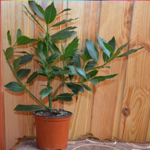 Постоянно формирую крону.