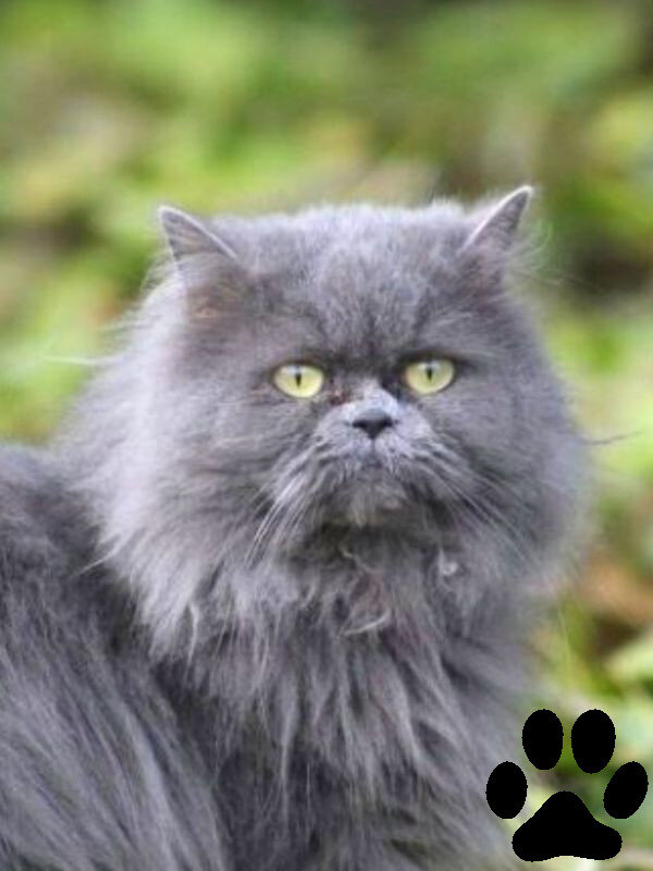 Персидская