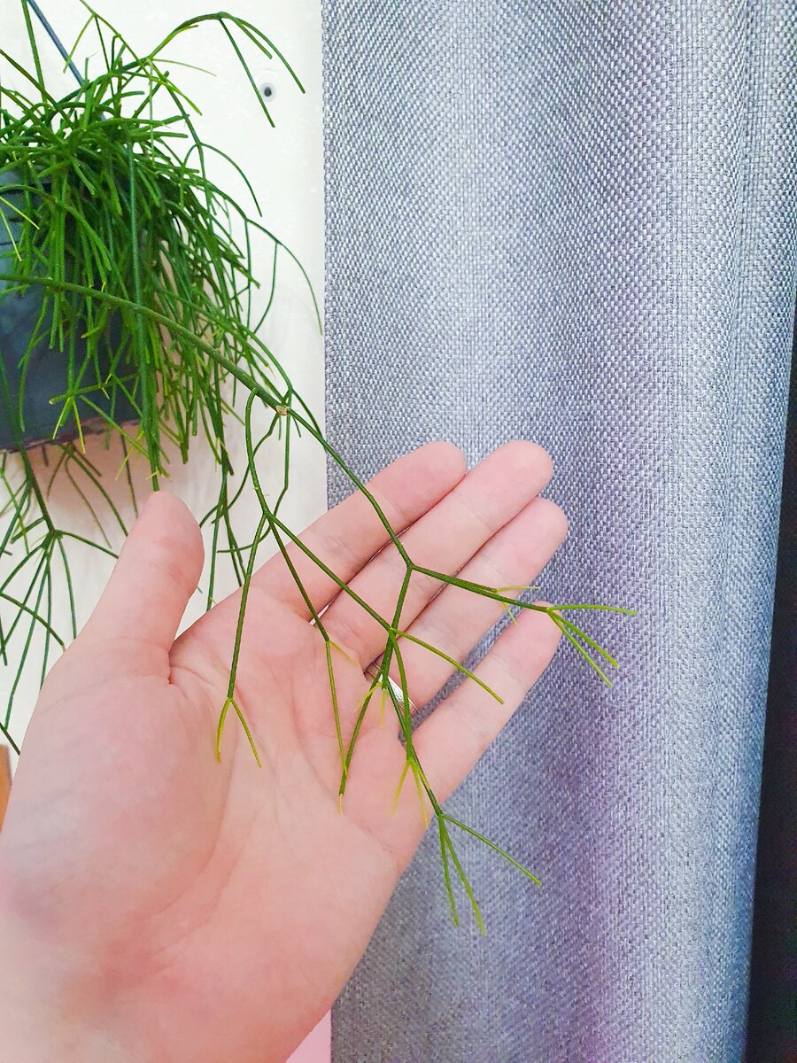 Прошло несколько недель – много новых побегов