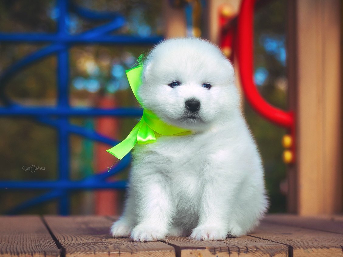 Фото нашей Шарлотты на сайте питомника заставило влюбится в неё навсегда. 