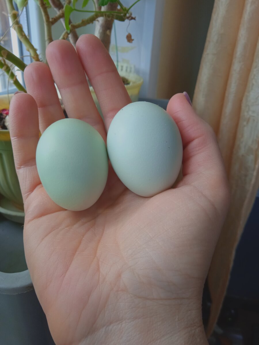 Голубые яйца от кур породы Амераукана