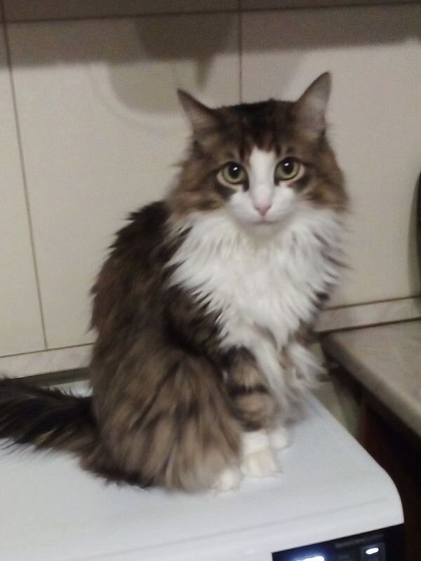 Герой дня Мурзик