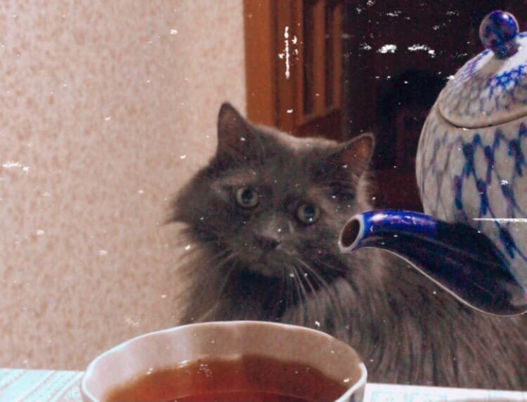 Кот Пушок на чаепитии))