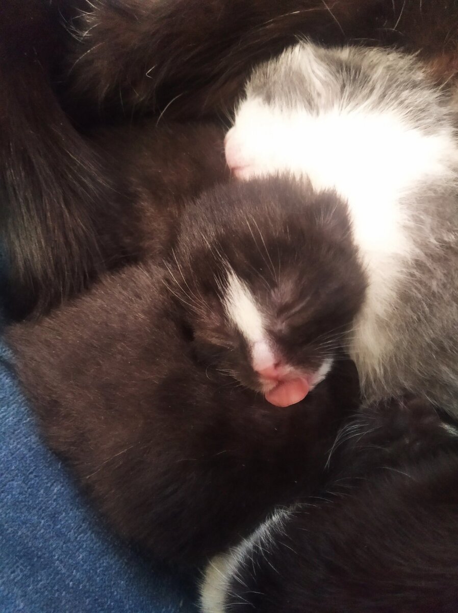 Вот как язычок показывает,  дразнится 😻