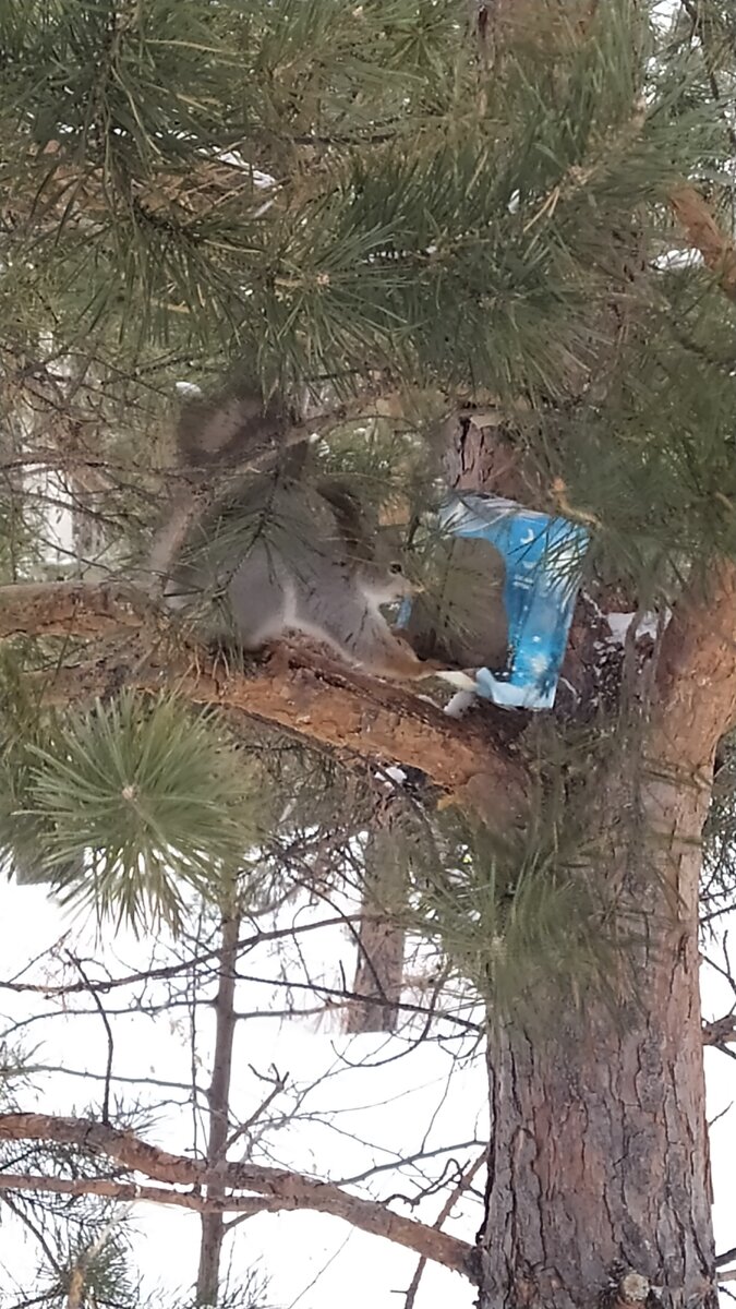 изображение является собственностью авторов!!!