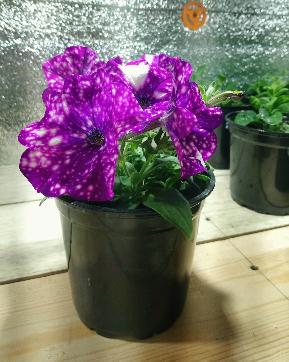 Моя рассада петунии, выращенной из семян, сорт дот стар 