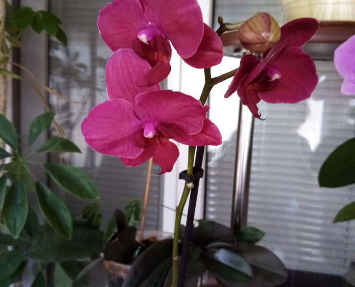 Фото цветов из частной коллекции Татьяны Ждановой