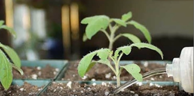 пол   чайной   ложки   мочевины