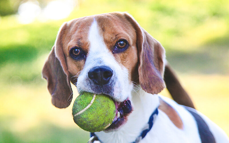 Хороший теннисный мяч, пуллер или фрисби сделают день любой собаке. Фото GoodLifeStudio/istock