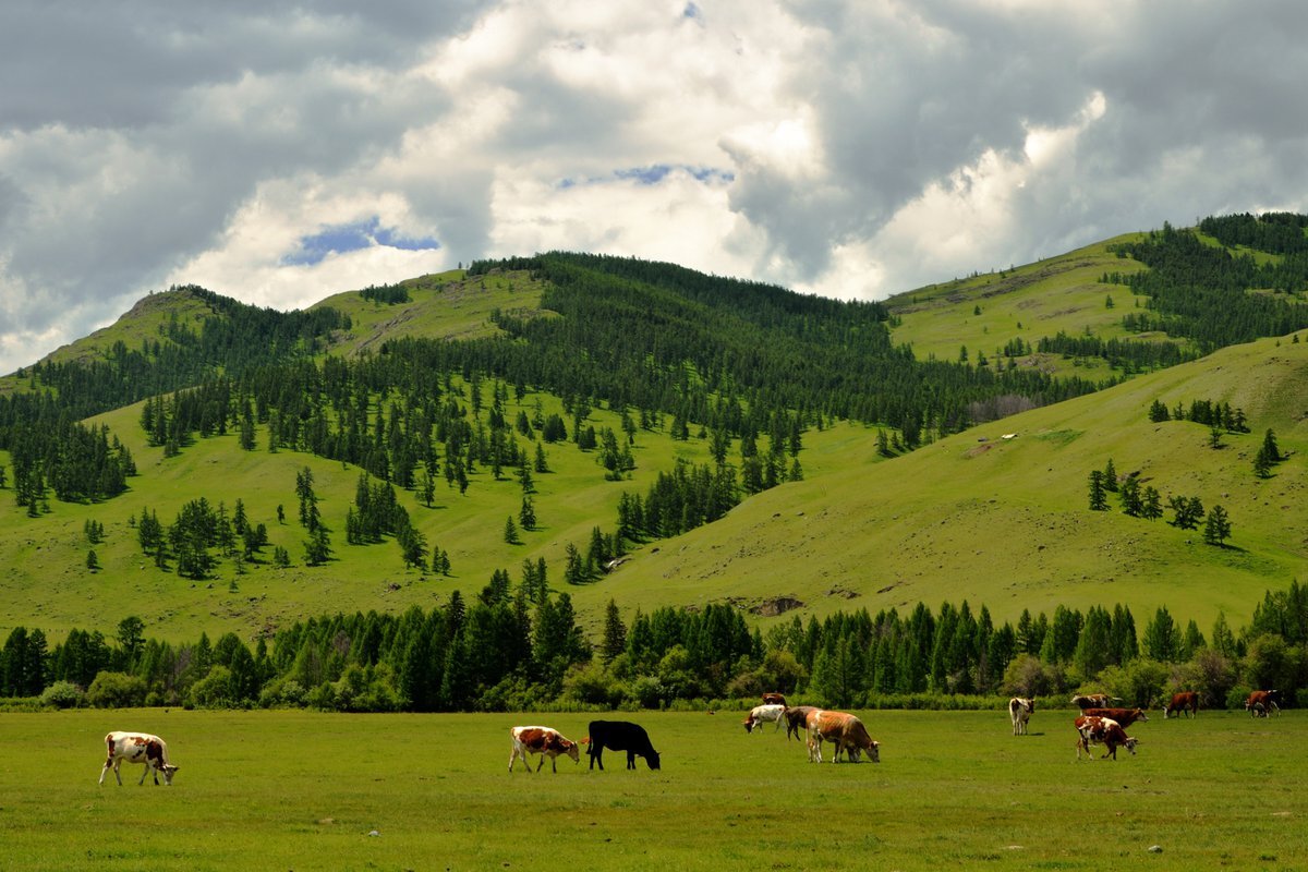 Горно Алтайская корова