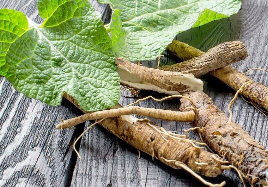 Корень Лопуха.