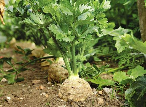 Сельдерей корневой на грядке