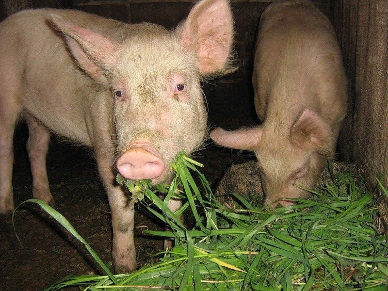 Скармливают свиньям. Свинья ест траву. Кормление свиней. Зелёные корма для поросят.