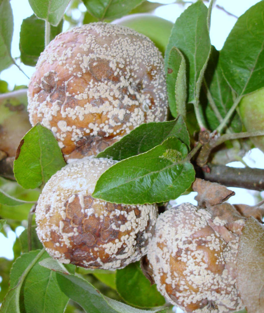 Как бороться с плодовой гнилью яблони(монилиозом)