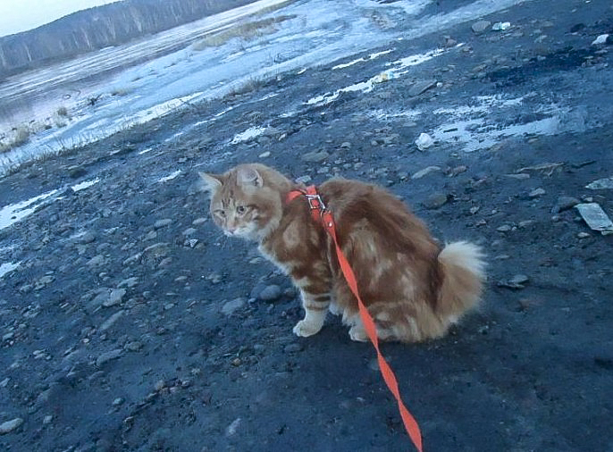 Бобтейл: Бесхвостый кот с жаждой приключений. Порода, которую нужно выгуливать, как собак!6