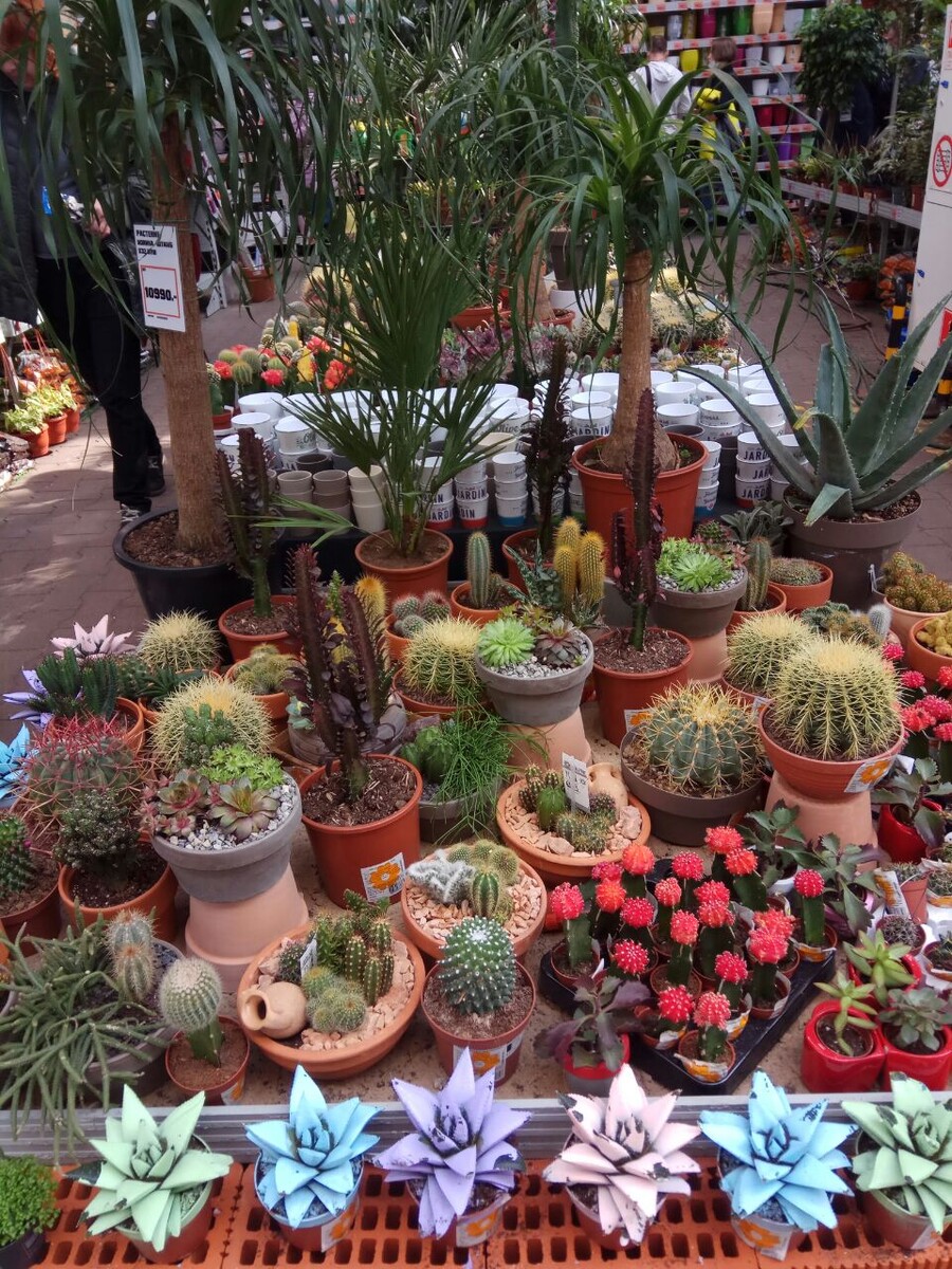 Пальмы и кактусы.