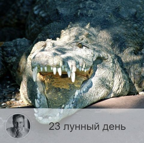 Подписывайтесь и ставьте 👍
23-ий лунный день с 04:10 5-ого по 04:45 6-ого. 🐊 Символ дня – крокодил.
🌚 Это один из дней обольщения. Нельзя сердиться, объедаться, стричь ногти и волосы, подвергаться хирургическим операциям. Нельзя есть мясо и рыбу. Полезно либо пост, либо молочная диета. Так же хорошо проводить уборку дома, жечь свечи, чистить огнём свечи помещение.
💊 Хорошо проводить процедуры по укреплению позвоночника.
🎂 Люди, рождённые в этот день, обладает цепкостью, они доводят любое дело до абсолюта, двигаются по жизни как бульдозер.
💍 Камень – нефрит.
📿 Практика дня: очищения дома огнём.
💤 Сны сегодняшнего дня стоит воспринимать с точностью до наоборот, если увидели проблемы — всё будет хорошо, если гармонию — есть вероятность неприятностей.

—————
📺 Все видео со мной 👉 https://numeromagic.ru/video/