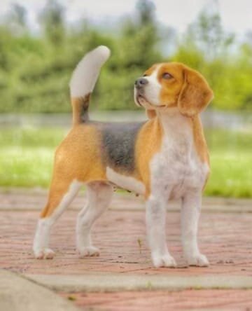 источник http://dogshowpoop.blogspot.com