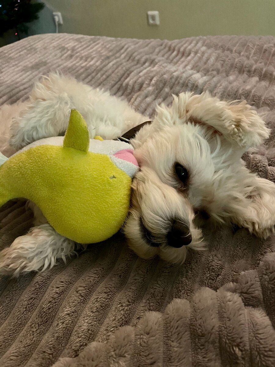 Балдеет с любимым дельфинчиком