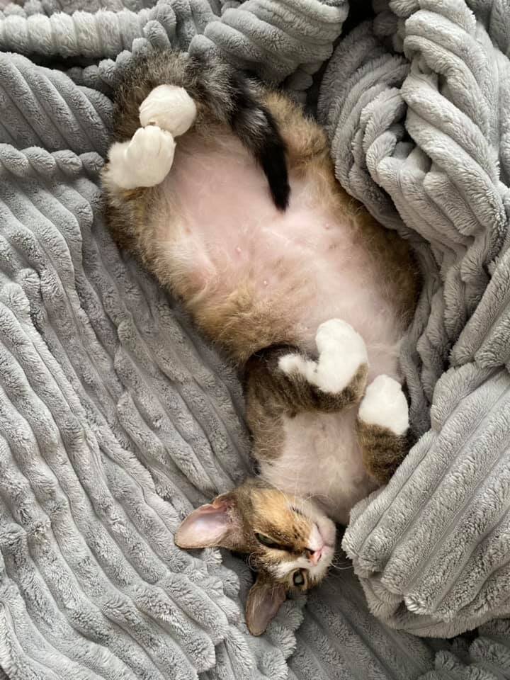 Если кошка часто лежит кверху пузом, то скорее всего, она чувствует себя в безопасности на своей территории