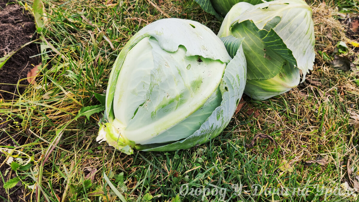 Какая хорошая поздняя капуста. Капуста поздняя лучшие сорта для хранения и квашения. Поздние сорта капусты белокочанной для квашения и хранения. Сорта поздней капусты белокочанной для засолки. Какой сорт капусты лучше использовать для засолки.