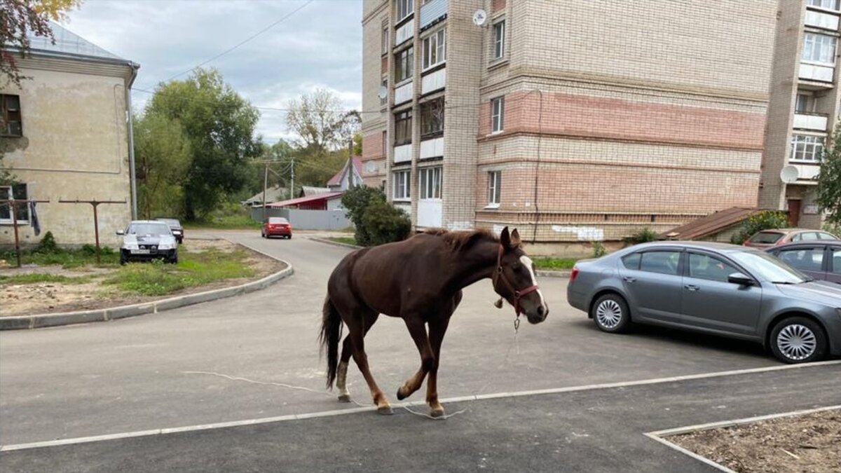 Читайте у нас в сообществе ВКонтакте. Орфография у хозяина лошади в комментариях супер🤣🤣🤣