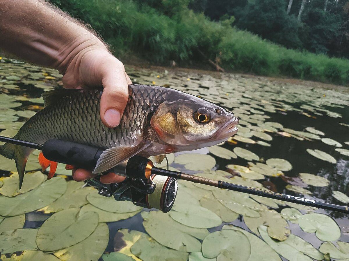 Идеи на тему «Fishing» (190)  советы для рыболова, рыболовные