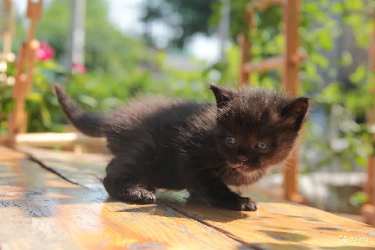 🐱Как определить возраст найденного котенка или кошки. Можно ли сделать это  самостоятельно | Нос, хвост, лапы | Дзен