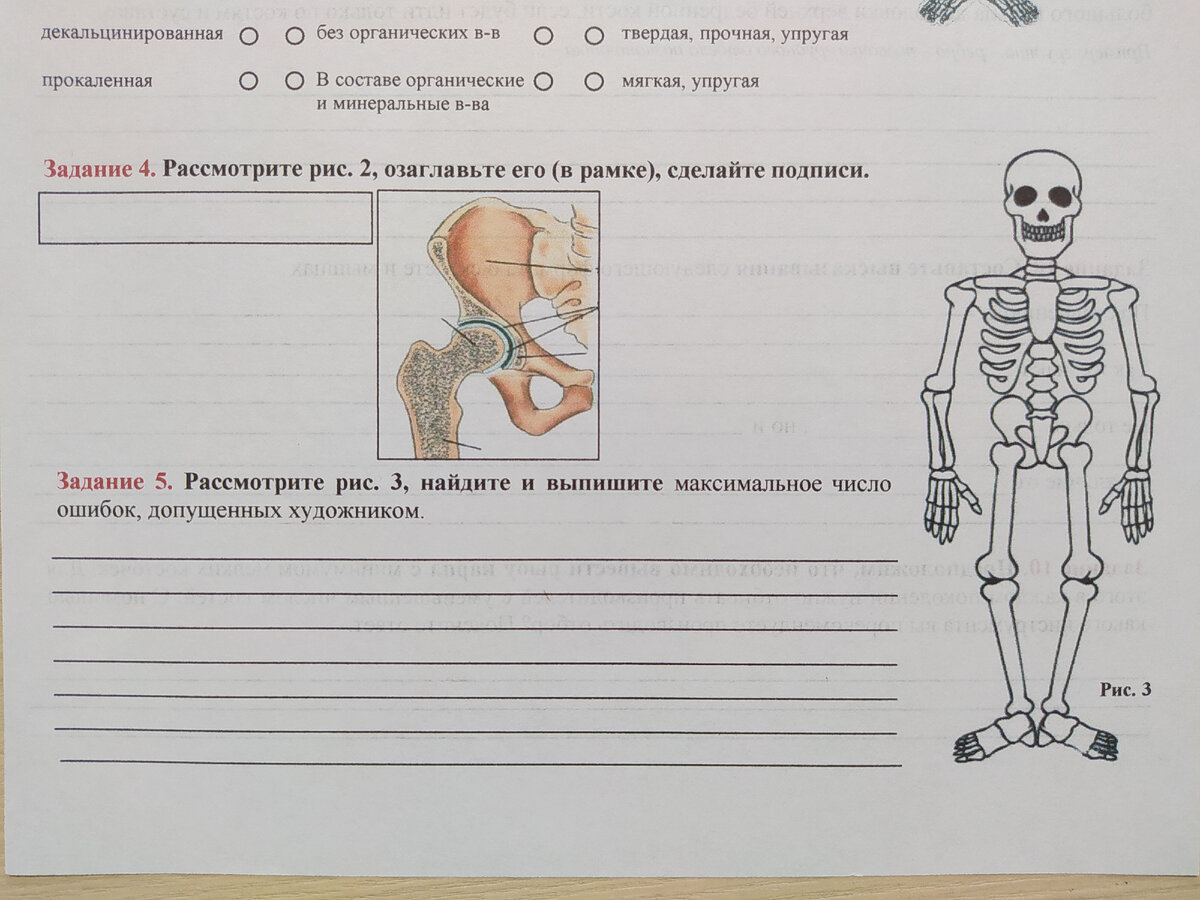 Скелет человека. Осевой скелет
