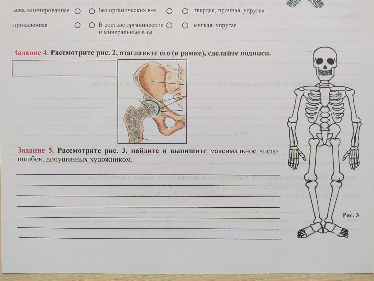 Векторы по запросу Позвоночник рисунок