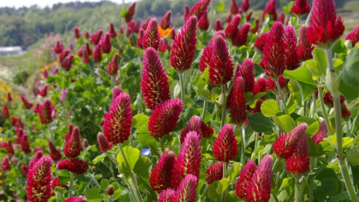 Фото:na-dache.pro Клевер пунцовый (Trifolium incarnatum)