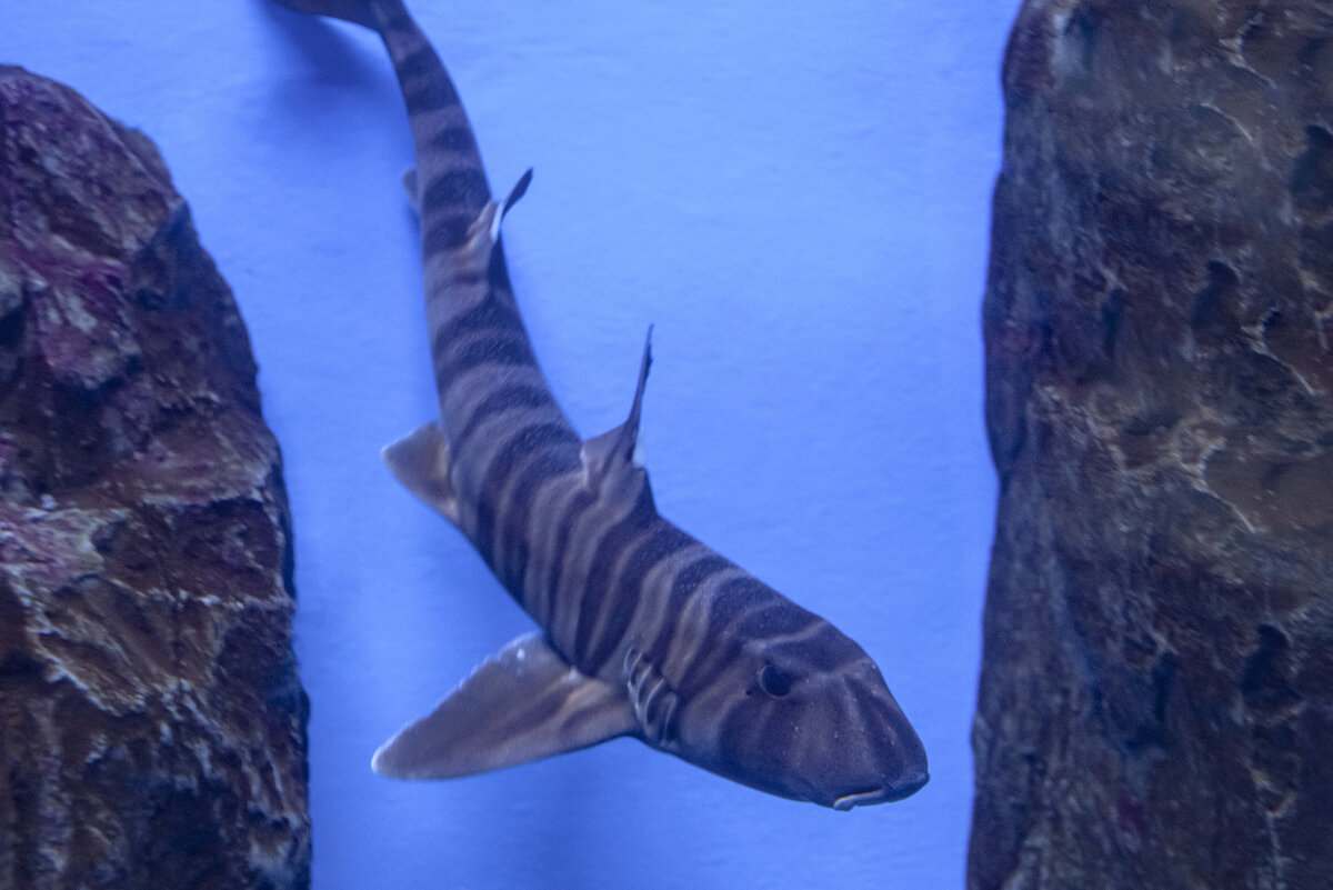 Зебровидная бычья акула